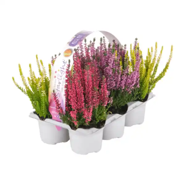 Bild 3 von GARDENLINE Calluna Vulgaris