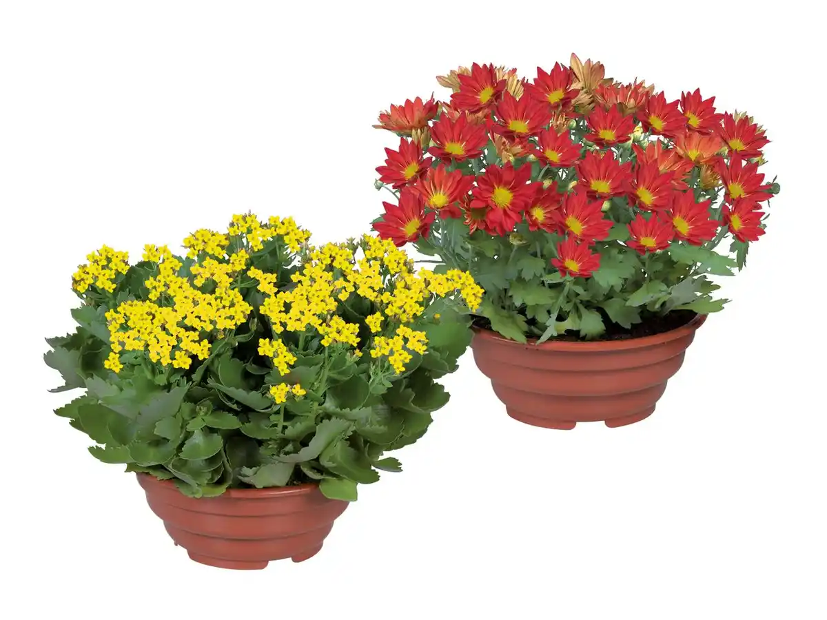 Bild 1 von Blühpflanze in Schale