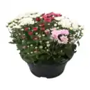 Bild 2 von GARDENLINE Spätsommerschale