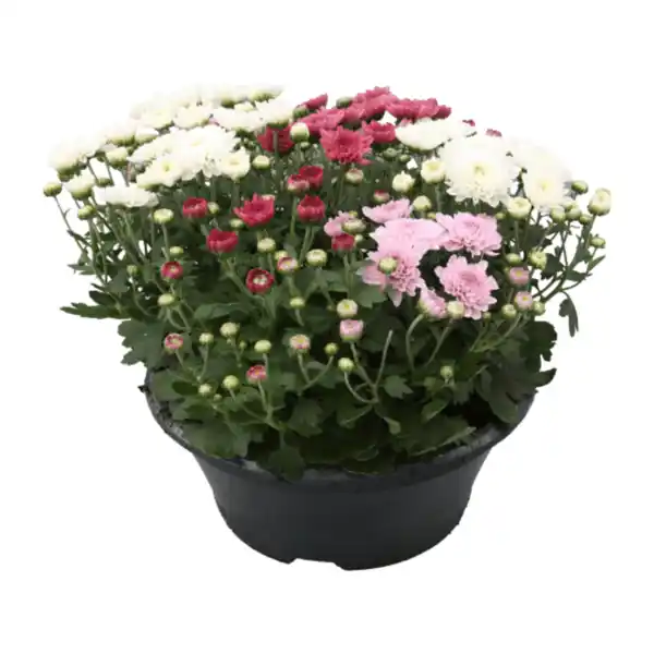 Bild 2 von GARDENLINE Spätsommerschale