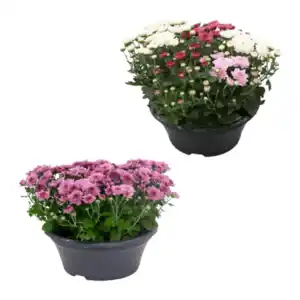 GARDENLINE Spätsommerschale