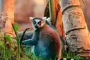 Bild 1 von Rundreisen Madagaskar: Individuelle Rundreise ab/an Antananarivo: Wildes Madagaskar