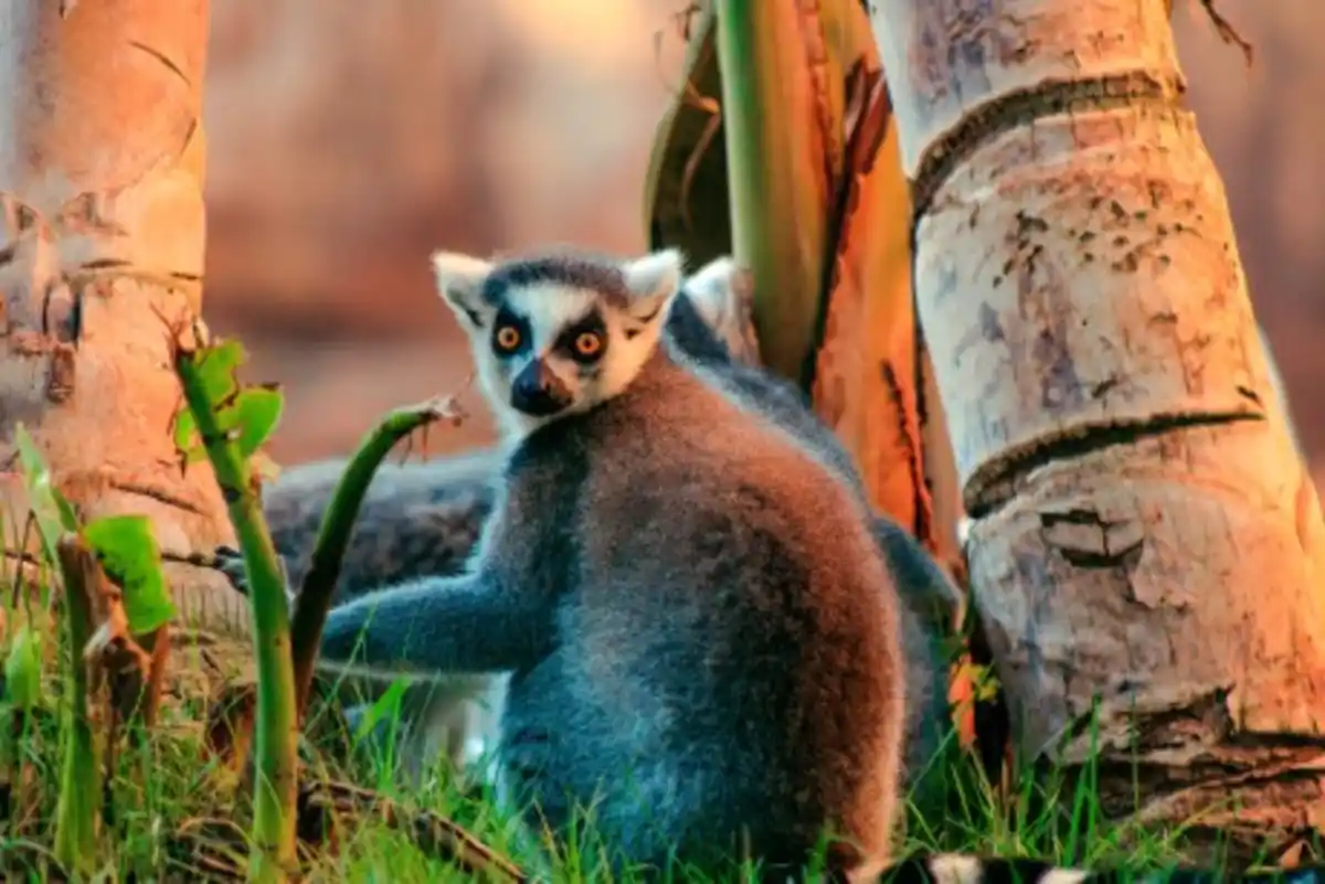 Bild 1 von Rundreisen Madagaskar: Individuelle Rundreise ab/an Antananarivo: Wildes Madagaskar