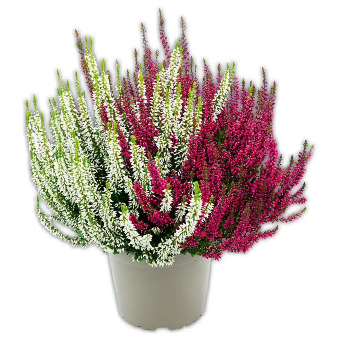 Bild 1 von Garden Girls Heidekraut Calluna Twins