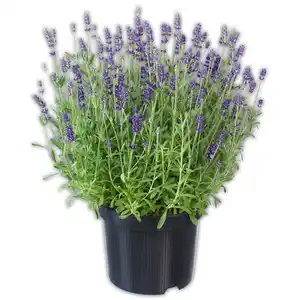 Lavendel