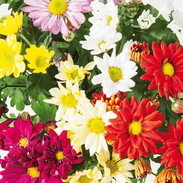 Bild 2 von Chrysantheme