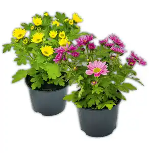 Chrysantheme "Swifty Mini"