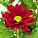 Bild 4 von Chrysantheme "Swifty Mini"
