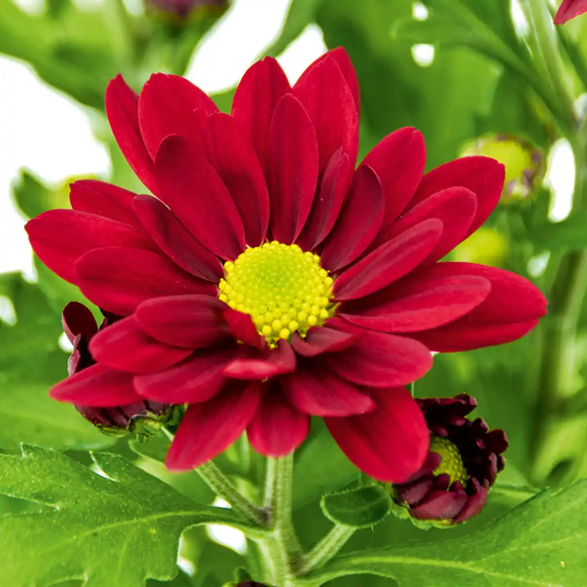 Bild 4 von Chrysantheme "Swifty Mini"