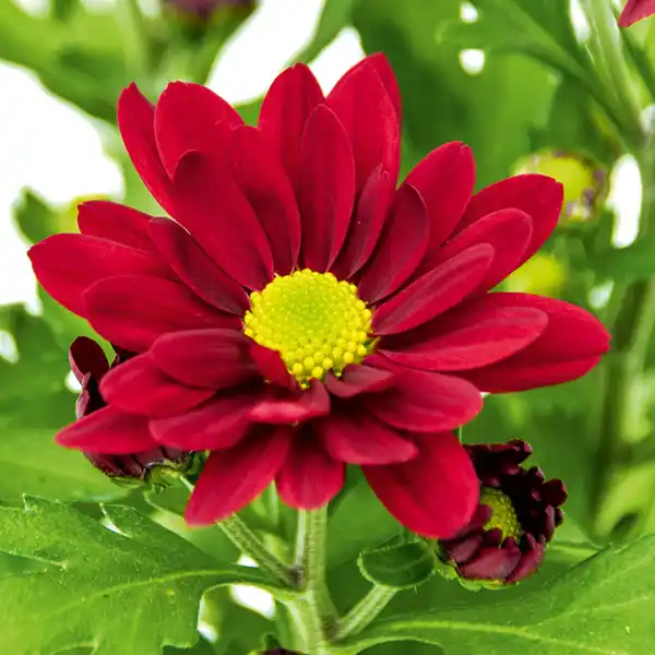 Bild 4 von Chrysantheme "Swifty Mini"