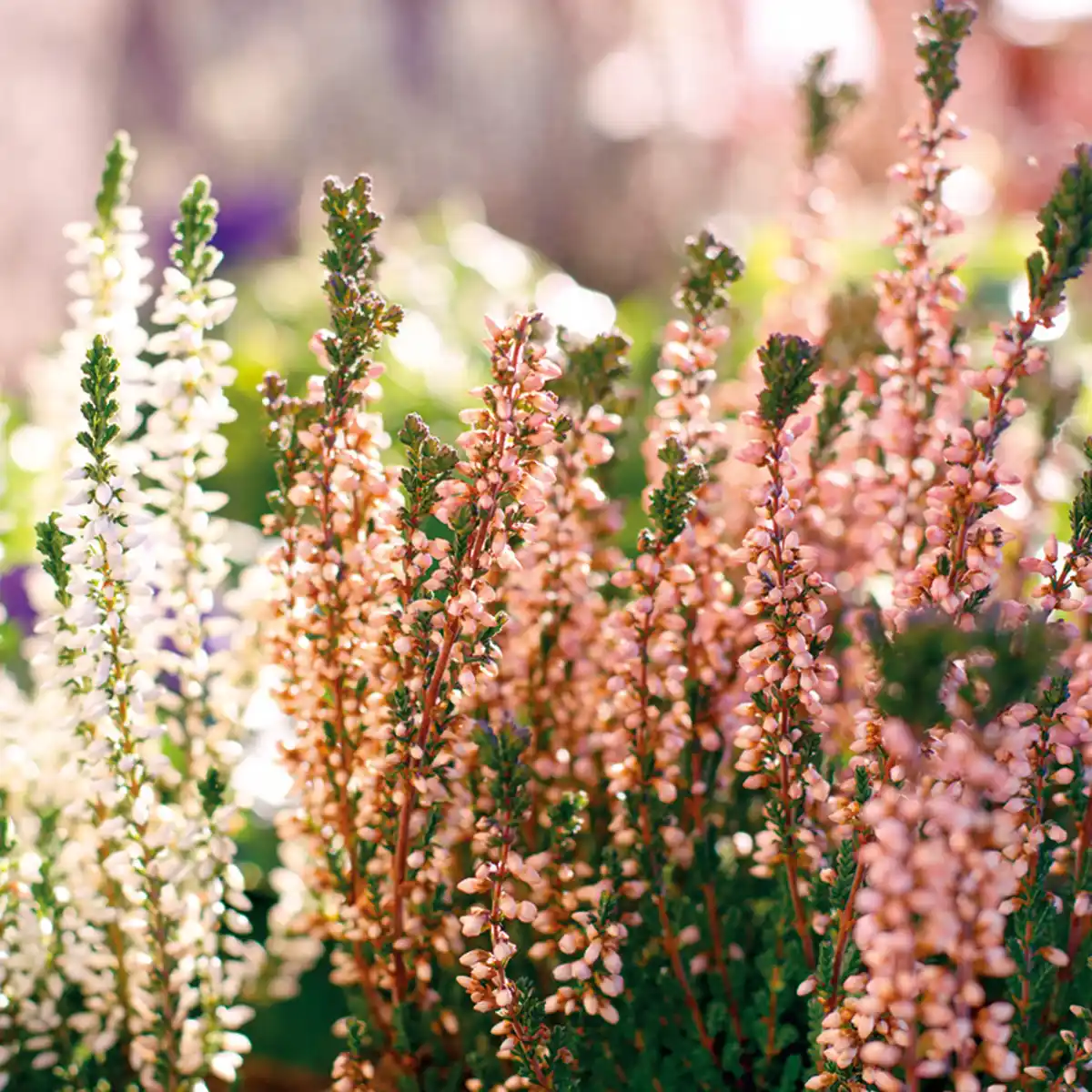 Bild 2 von Garden Girls Heidekraut Calluna Twins