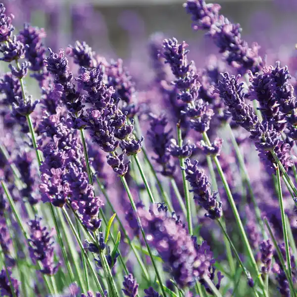 Bild 2 von Lavendel