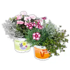 Herbst Trio "Autumn Checkies-Mix"