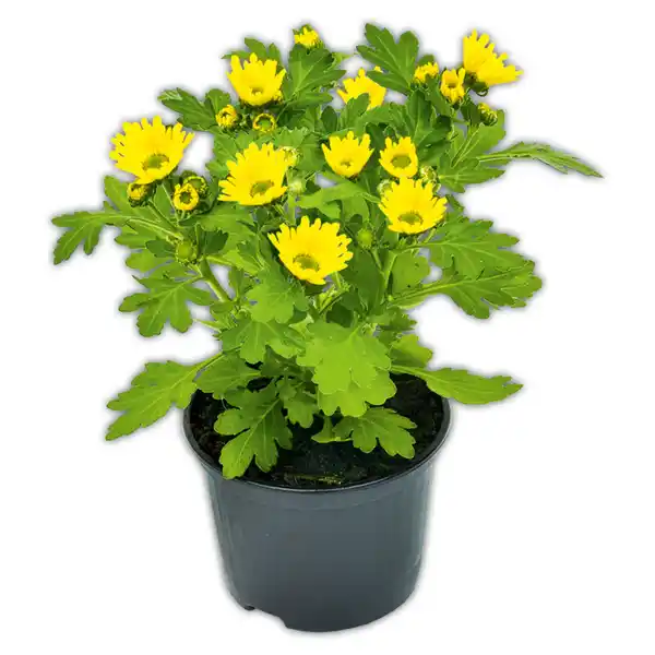 Bild 2 von Chrysantheme "Swifty Mini"