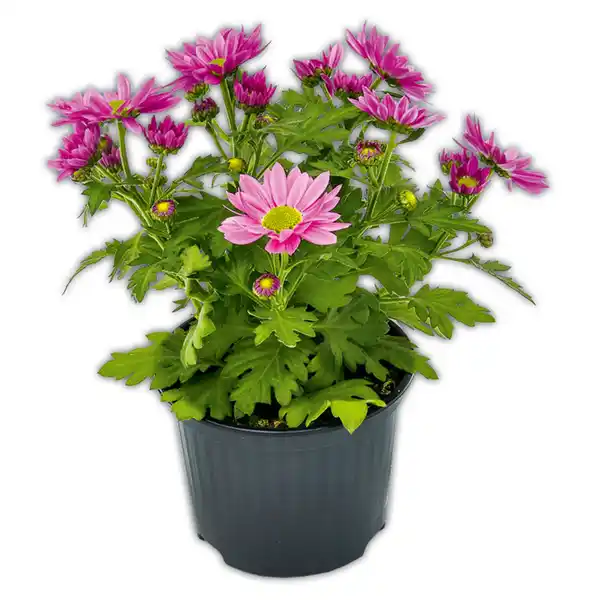 Bild 3 von Chrysantheme "Swifty Mini"