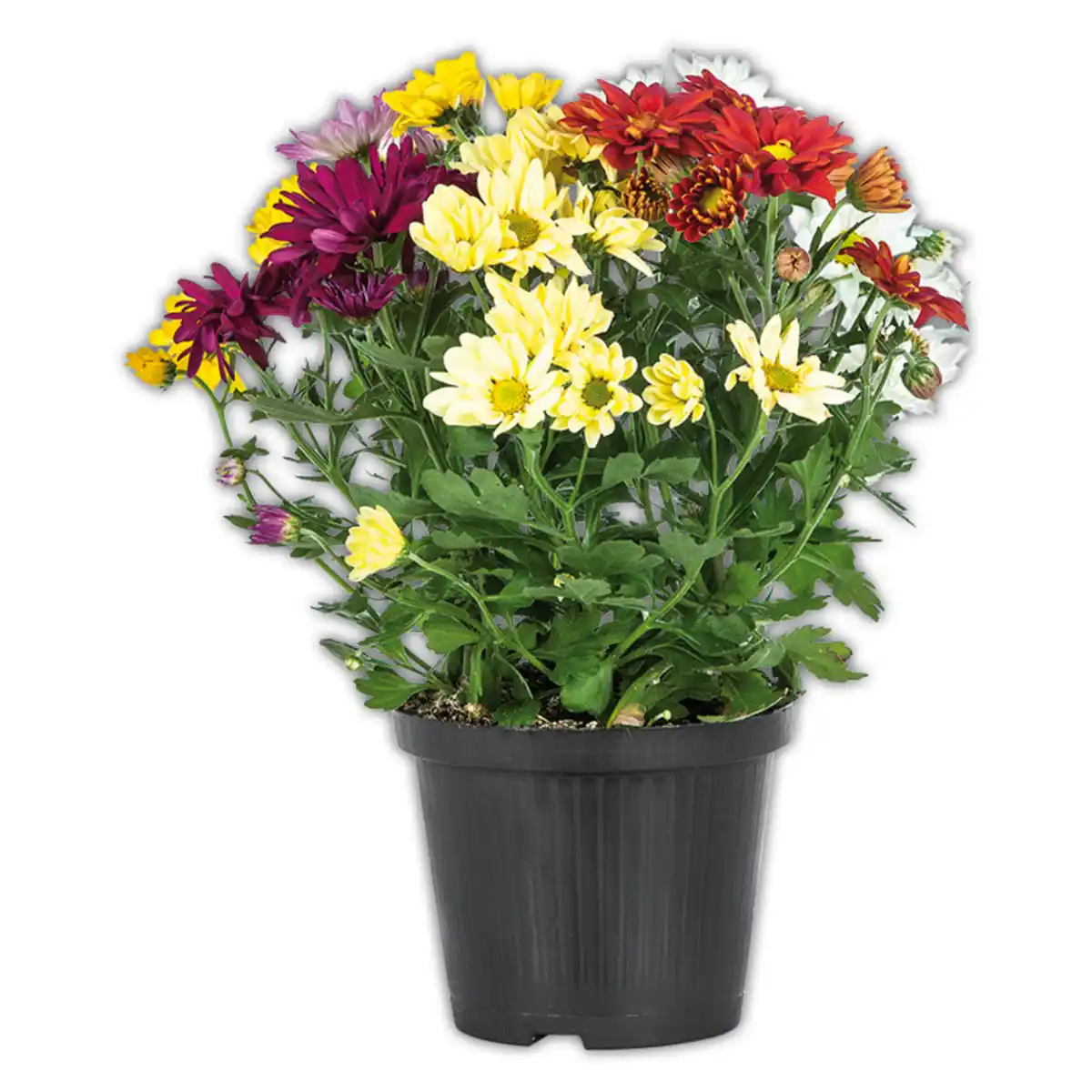 Bild 1 von Chrysantheme