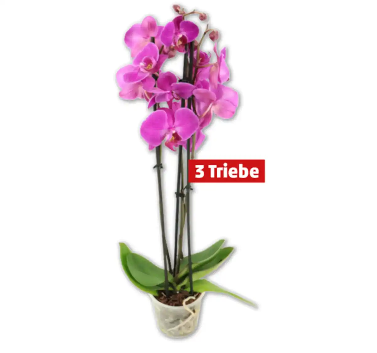 Bild 1 von Schmetterlingsorchideen*