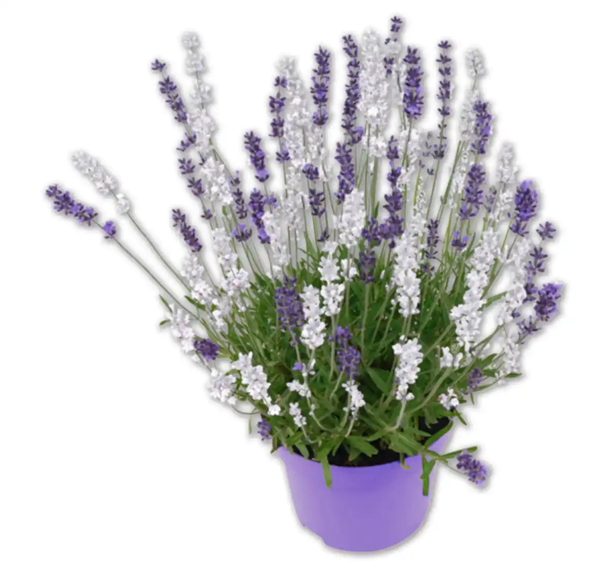 Bild 1 von Lavendel*