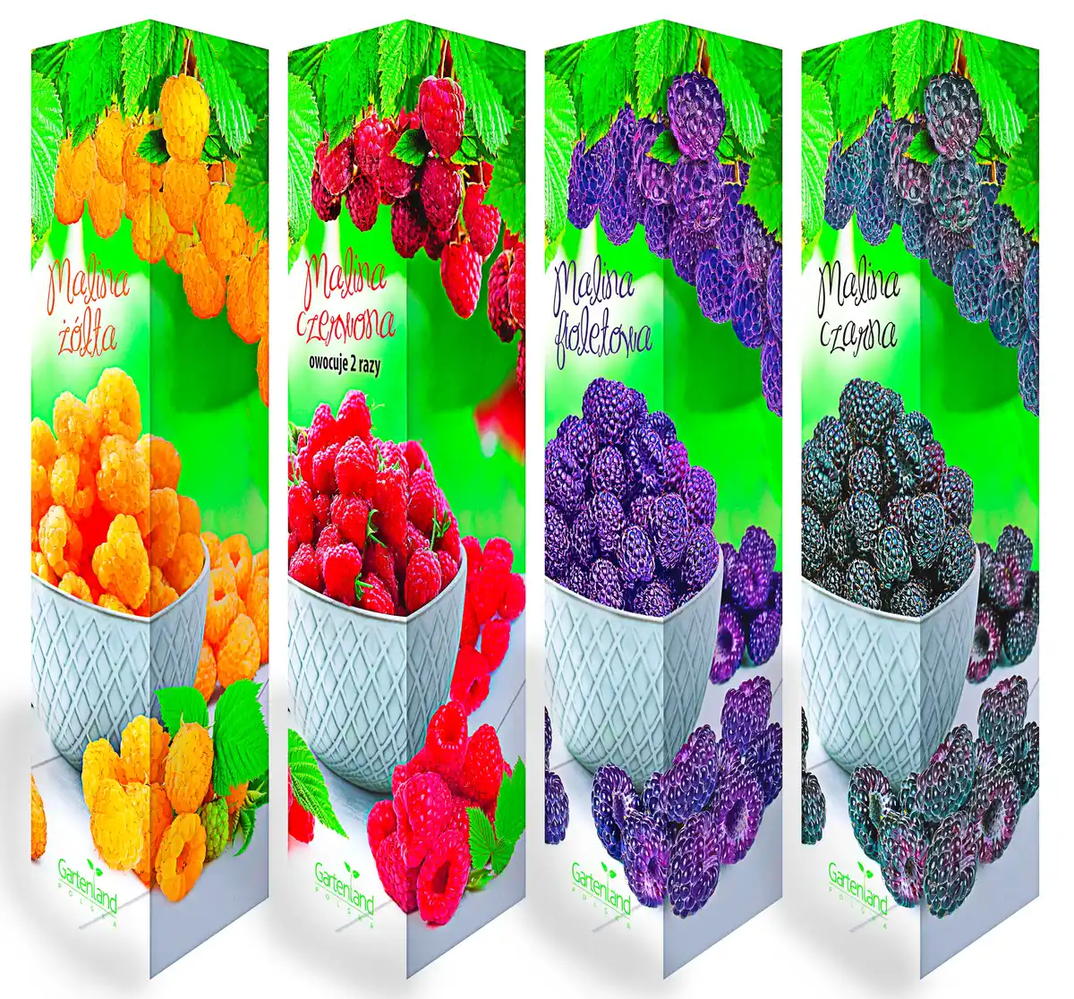 Bild 1 von Himbeeren  versch. Sorten