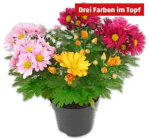 Chrysanthemen-Trio*