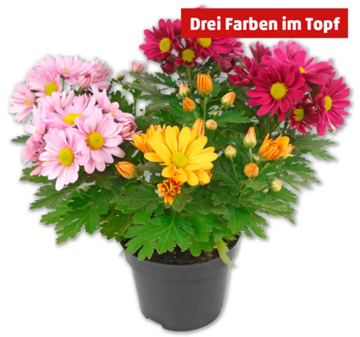 Bild 1 von Chrysanthemen-Trio*