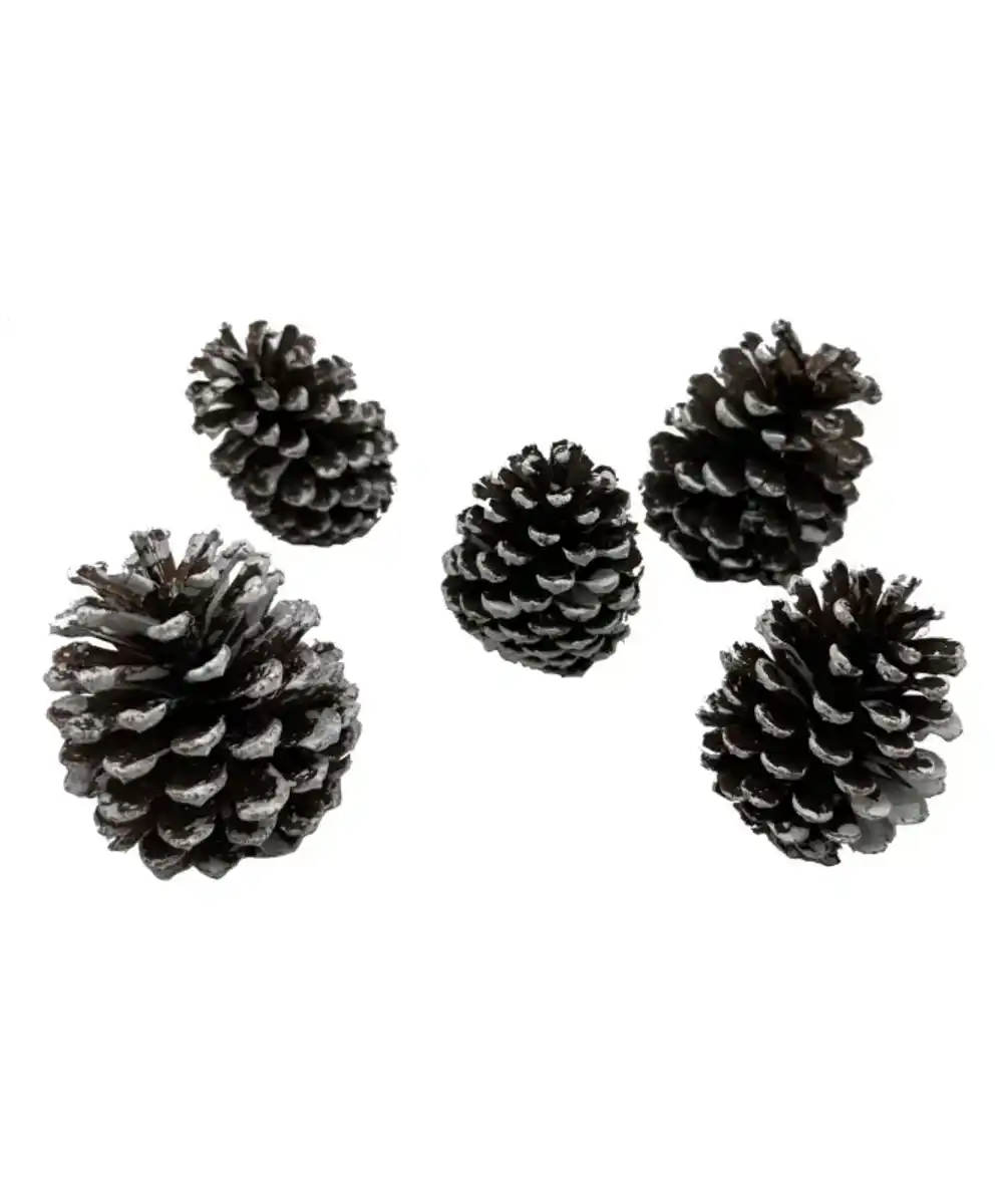 Bild 1 von Tannenzapfen Weihnachten, weiß