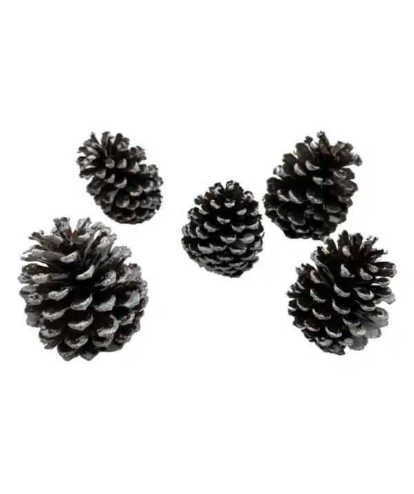 Bild 1 von Tannenzapfen Weihnachten, weiß
