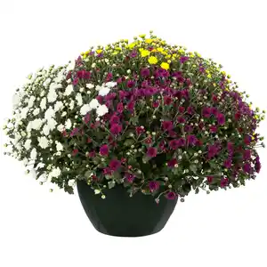 toom Chrysantheme in Sonderfarben 23 cm Schale