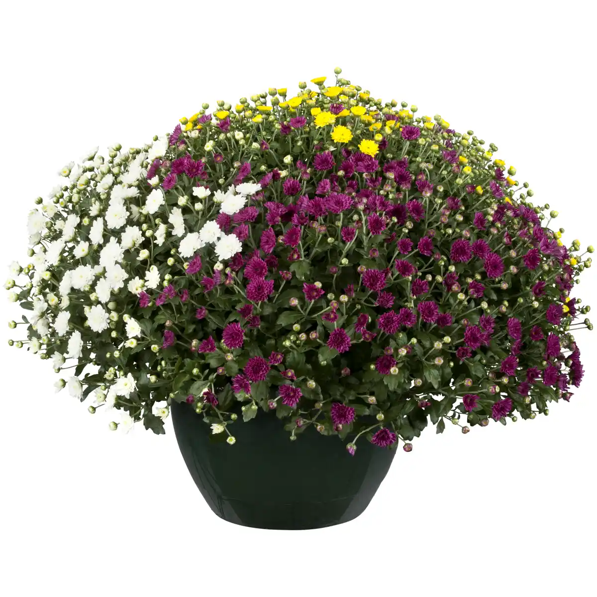 Bild 1 von toom Chrysantheme in Sonderfarben 23 cm Schale