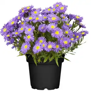 toom Herbstaster-Mix 13 cm Topf