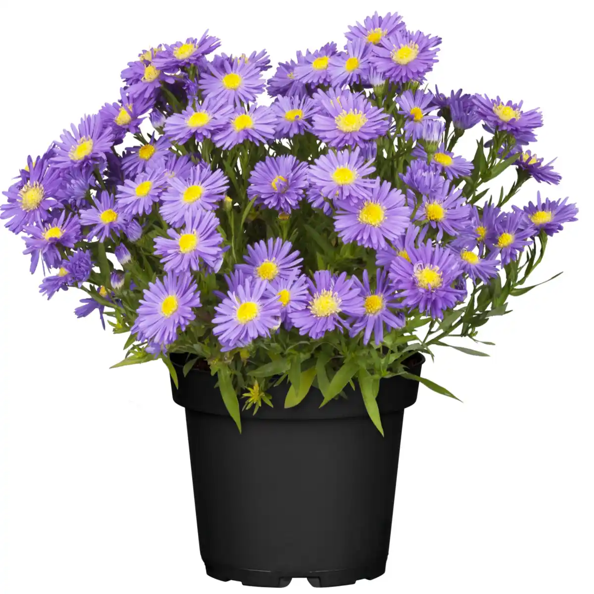 Bild 1 von toom Herbstaster-Mix 13 cm Topf