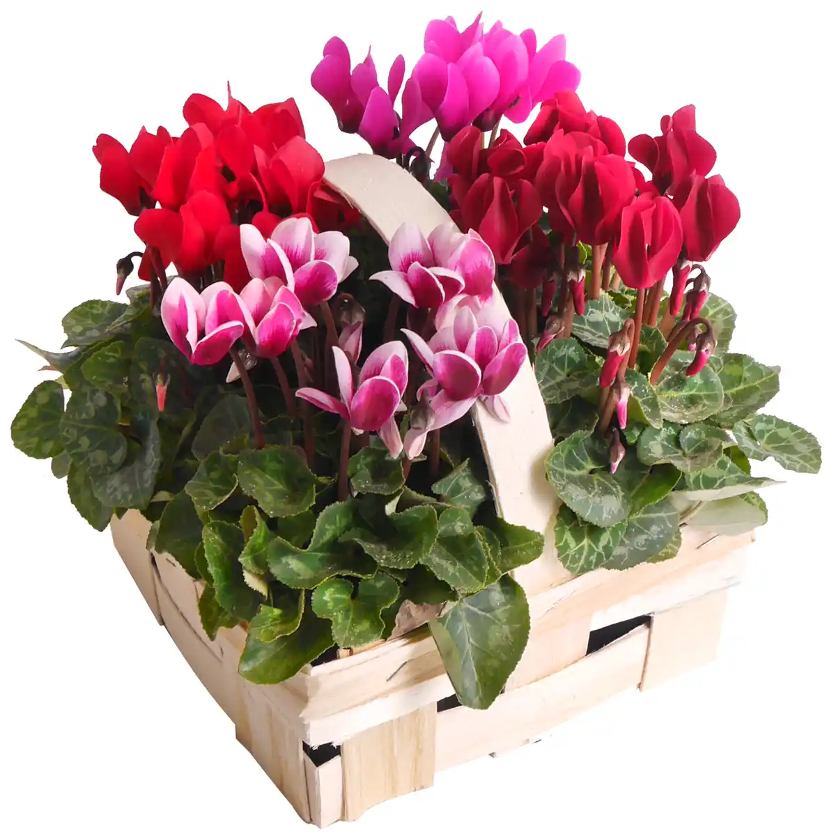 Bild 1 von toom Alpenveilchen im Spankorb