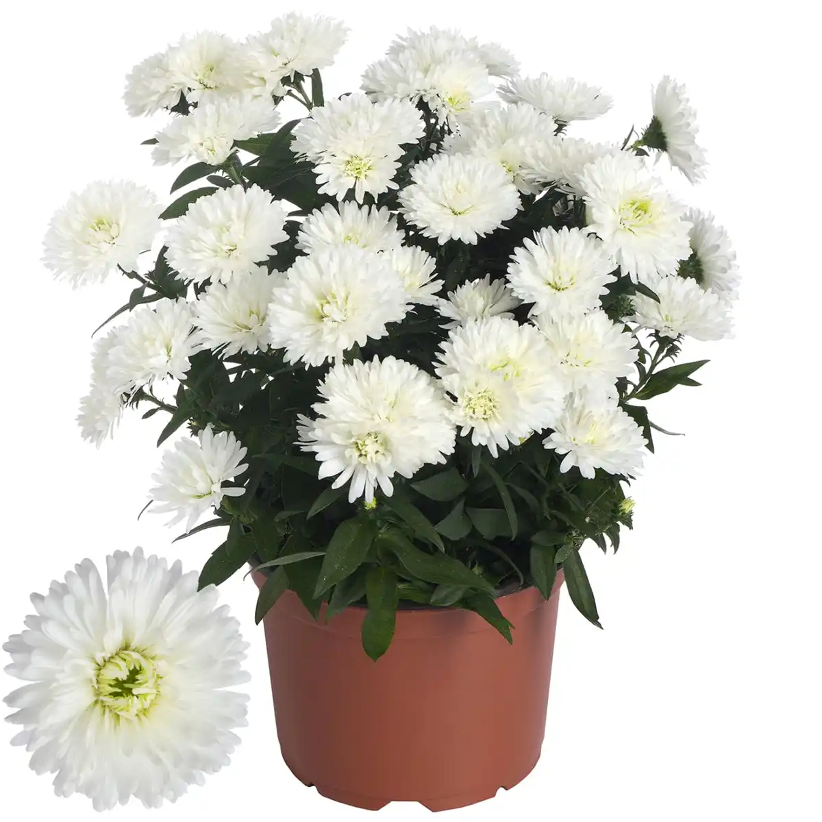 Bild 1 von toom Glattblattaster-Busch 'Showmakers' Mix 17 cm Topf