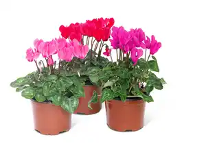 Garten-Alpenveilchen