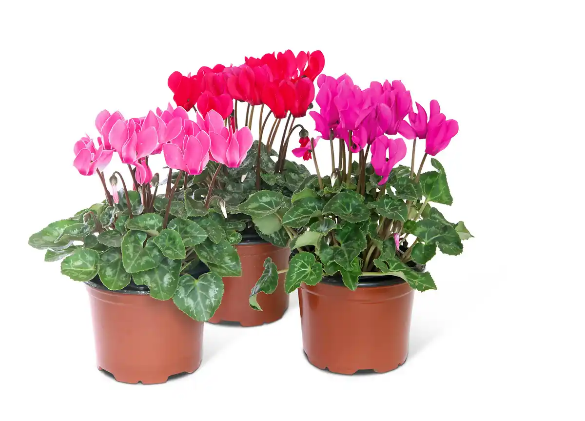 Bild 1 von Garten-Alpenveilchen