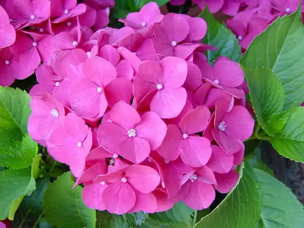 Bild 3 von Gartenhortensie