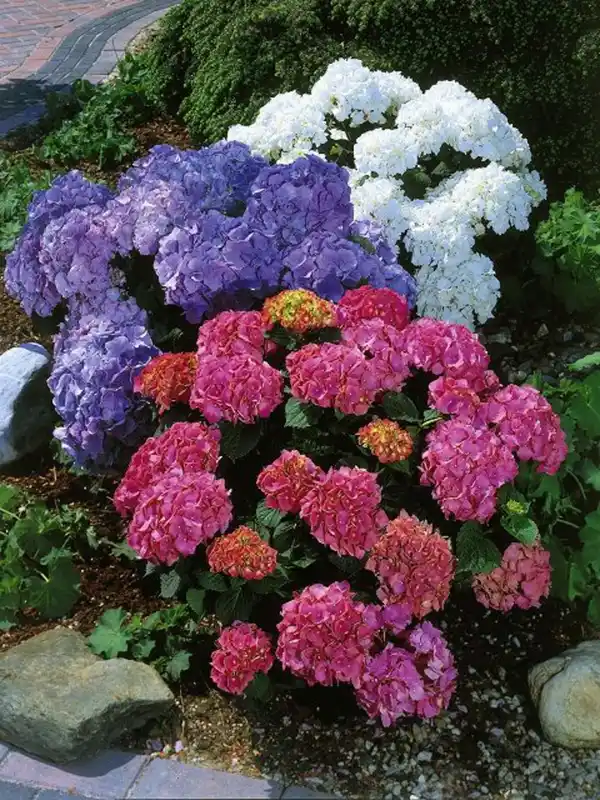 Bild 2 von Gartenhortensie