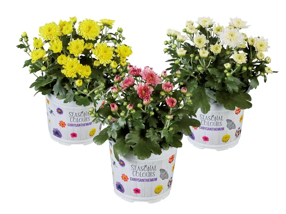 Bild 1 von Chrysanthemen