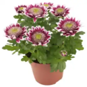 Chrysantheme »Elegant«