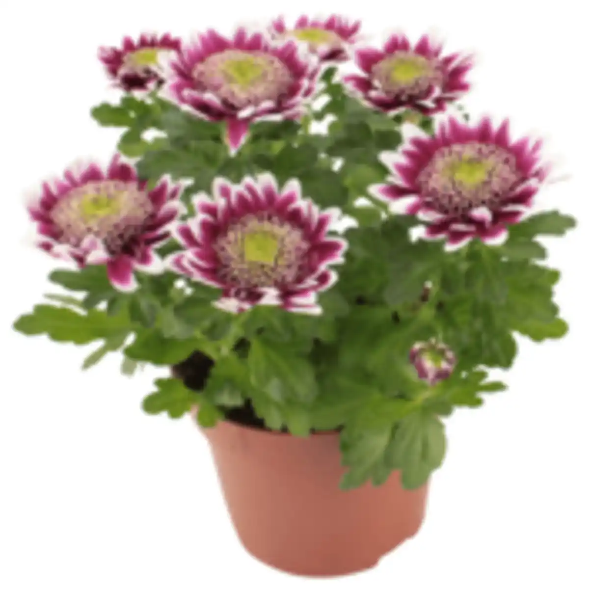 Bild 1 von Chrysantheme »Elegant«