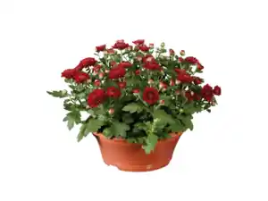 Chrysanthemenschale