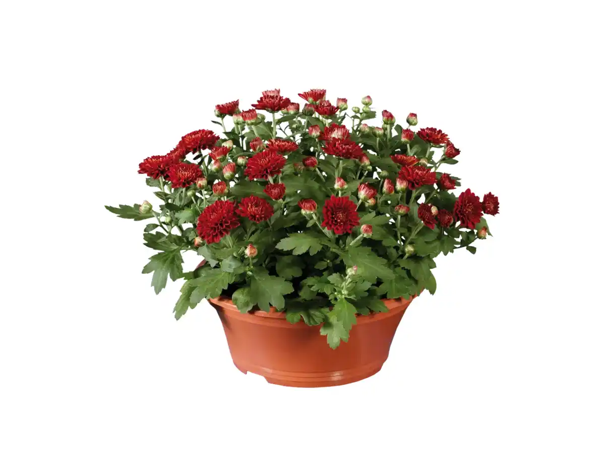 Bild 1 von Chrysanthemenschale