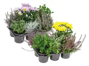 Herbstpflanzenmix