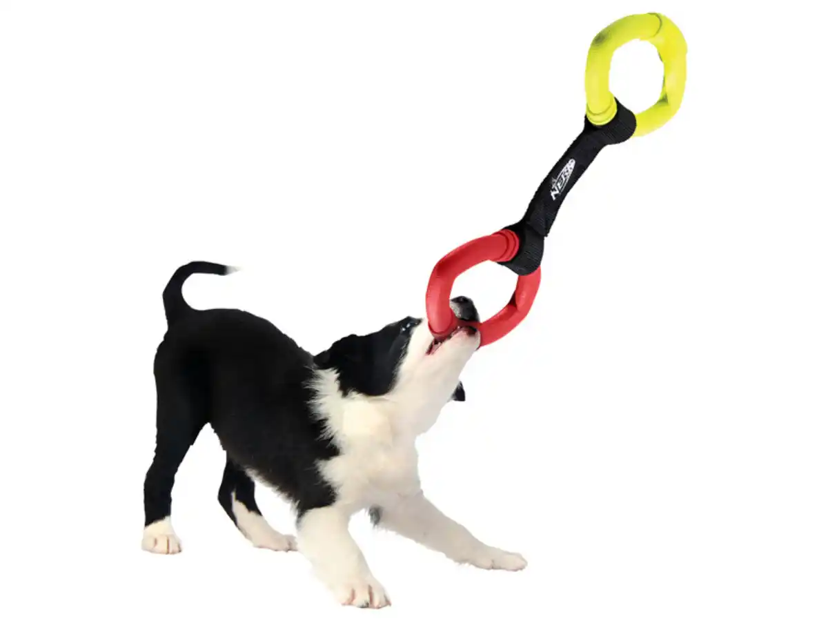 Bild 2 von Nerf Dog Hundespielzeug, in funktionalem Design