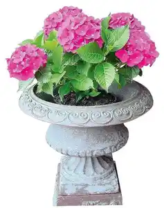 Gartenhortensie