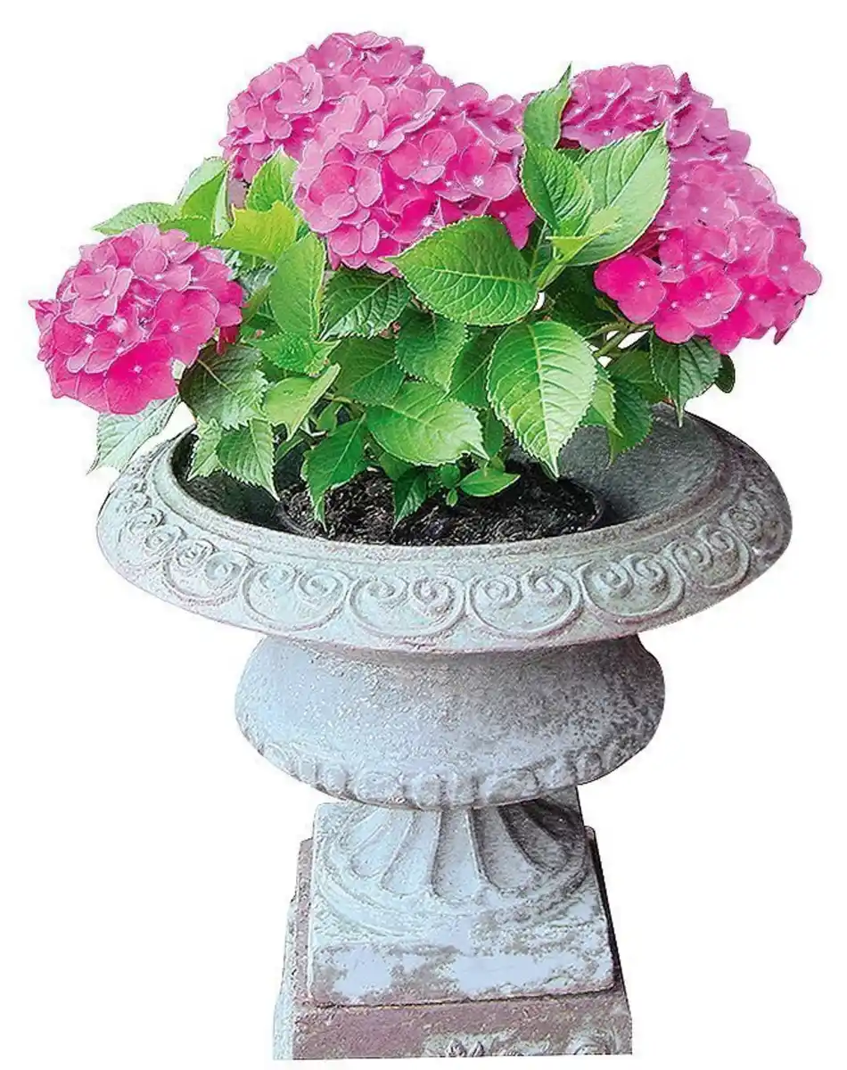 Bild 1 von Gartenhortensie