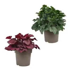 GARDENLINE Heuchera