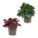 Bild 1 von GARDENLINE Heuchera