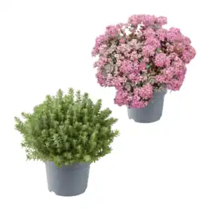 GARDENLINE Sedum-Mix
