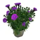 Bild 2 von GARDENLINE Aster